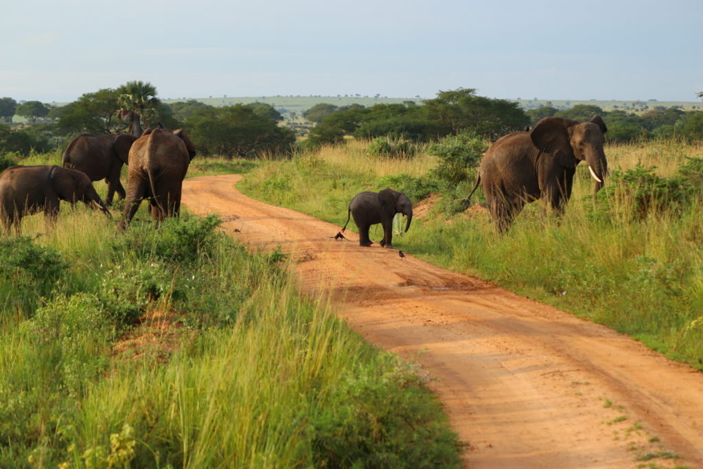 Elephants crossing the road in Uganda