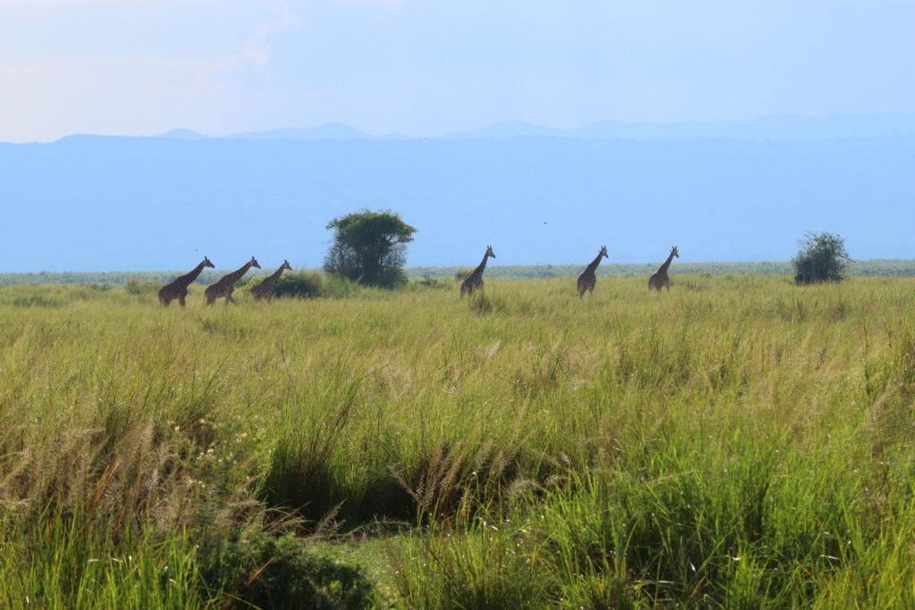 Giraffes on the savannah
